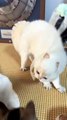 “cutecats” #funny #funnyvideo #funnyanimals #funnyshorts #cat #cutecat #funnycats
