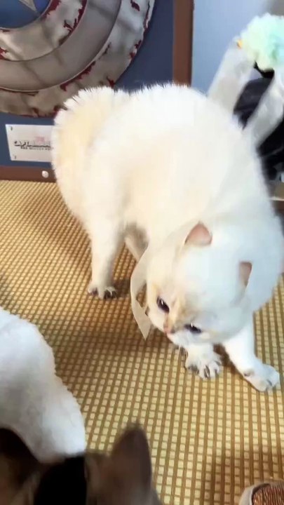 “cutecats” #funny #funnyvideo #funnyanimals #funnyshorts #cat #cutecat #funnycats