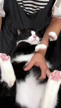 “cutecats” #funny #funnyvideo #funnyanimals #funnyshorts #cat #cutecat #funnycats