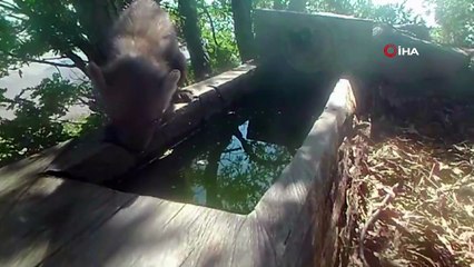 Kaya sansarının su içtiği anlar fotokapana anbean kaydedildi!