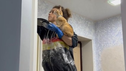 Kitten’s journey from Bali streets to Russian walls