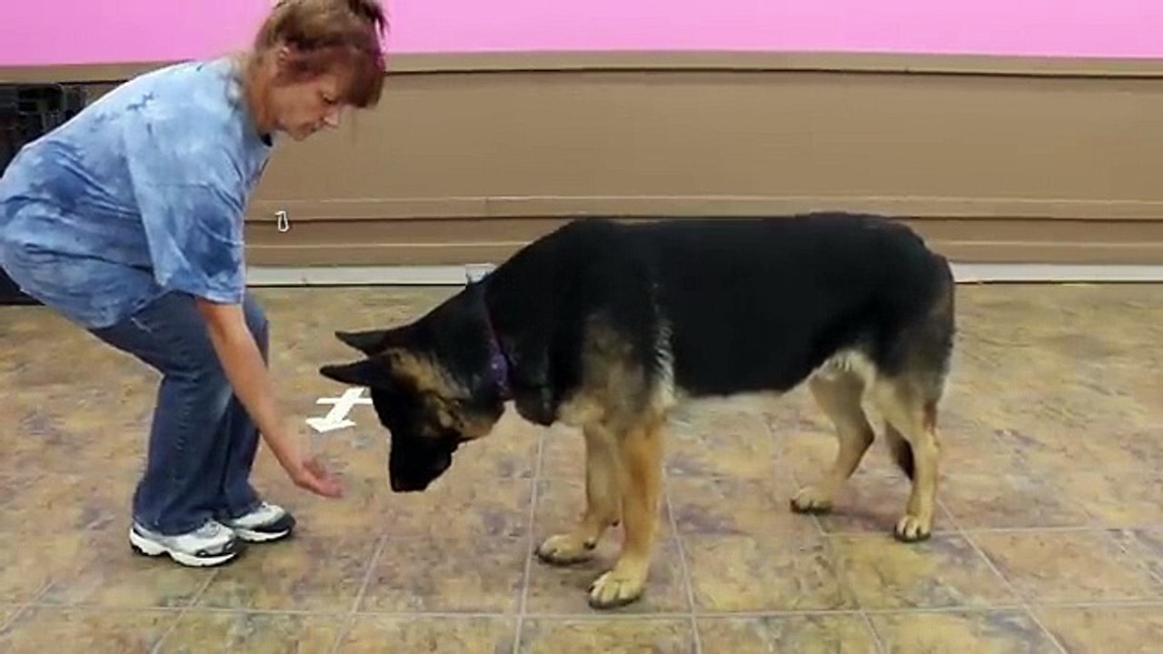 How to Teach a Dog to Lie Down - 5 Alternate Methods for All Dogs