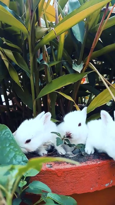 Cute rabbits | rabbit | rabbits video | cute animals