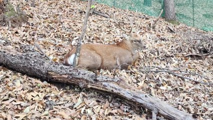 수원서 시민 공격 사슴 포획..."마취총으로 생포" / YTN