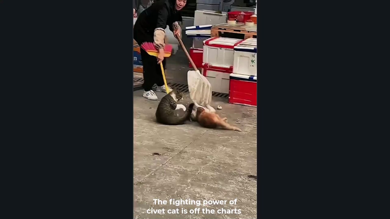 Cats Fighting