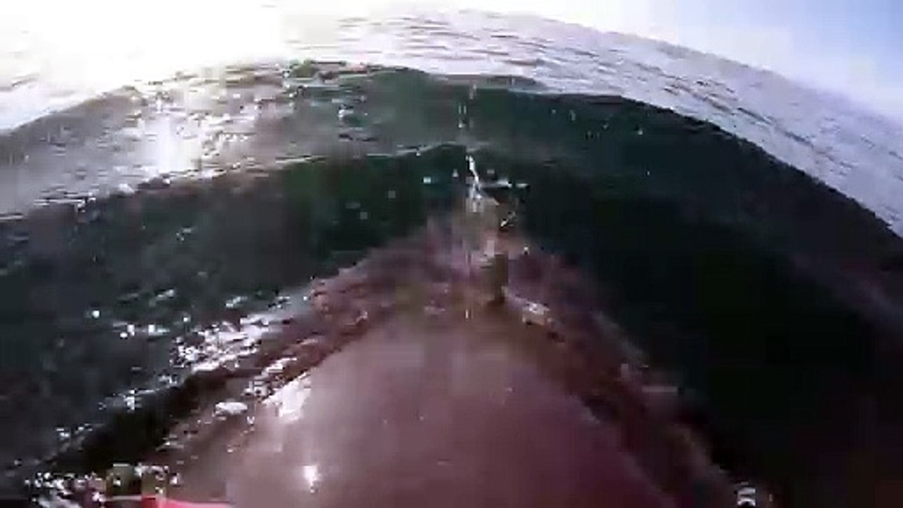 Golfinhos com câmeras revelam comportamentos durante caçadas