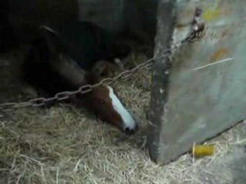 Poniian Quii Faiit Une Petiite Siieste xD