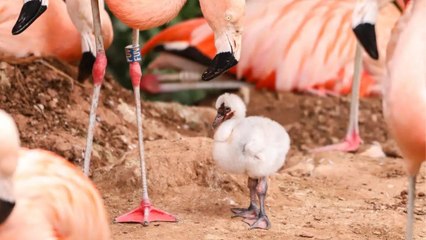 Cute fluffy flamingo chicks at zoo