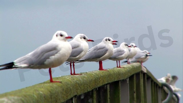 Seagulls | Fascinating Facts and Behaviors Explained