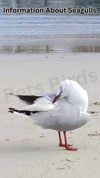How Seagulls Adapt to Coastal Environments