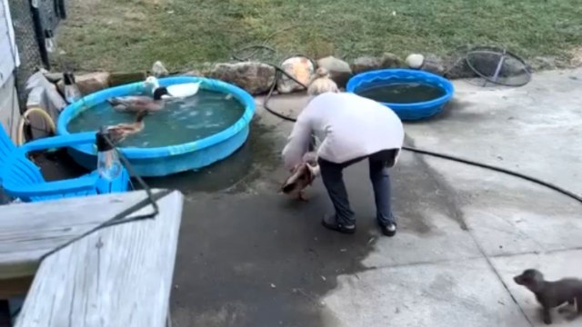 Girl tosses duck into swimming pool for a fun-filled game of joy