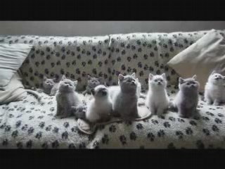chatons en rythme