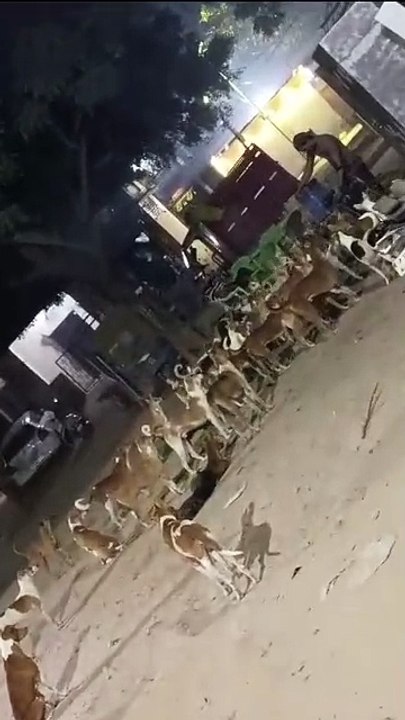 🐕  dogs