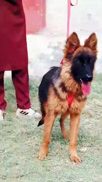 German Shepherd Dog #animals