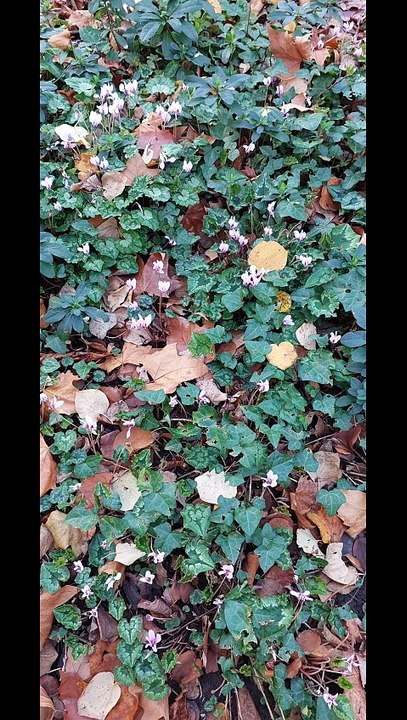 🧡Belle balade automnale au parc de Bercy🧡