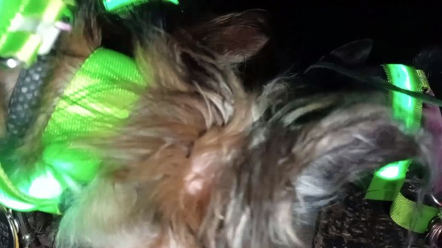 Ozzyta Villanova Paco on a little evening walk. Happy to see Ozzyta eating okay with gum growth VID_20241109_205709302