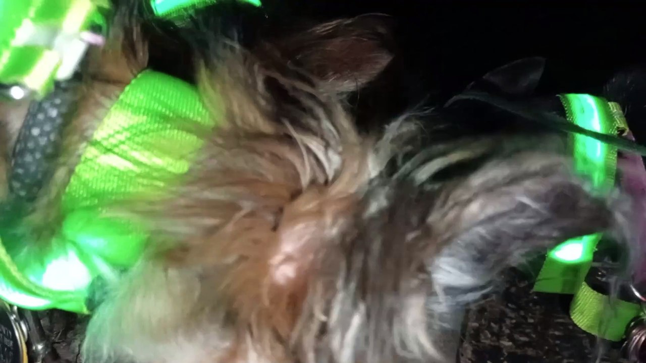 Ozzyta Villanova Paco on a little evening walk. Happy to see Ozzyta eating okay with gum growth VID_20241109_205709302