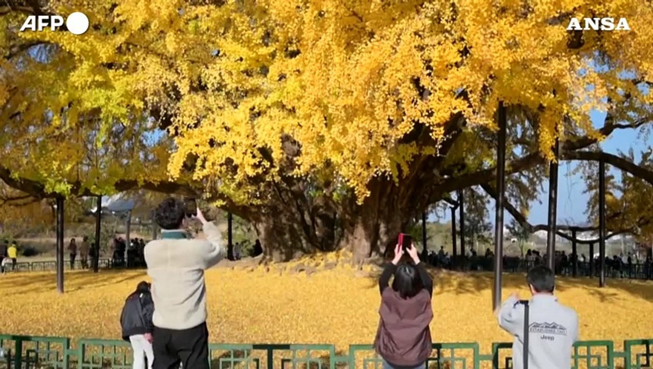 Corea del Sud, un albero di ginkgo di 800 anni da' spettacolo