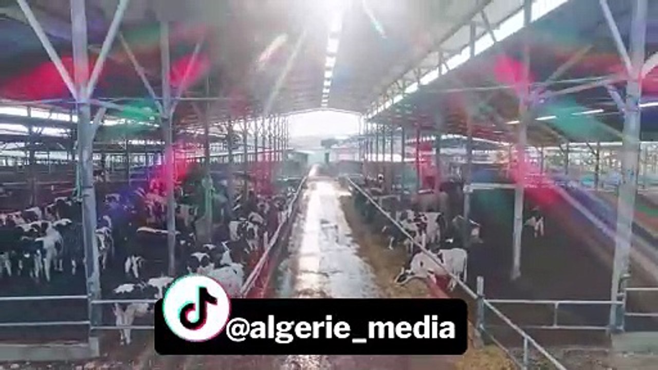 L'Algérie signe un accord avec les États-Unis pour importer des vaches laitières américaines