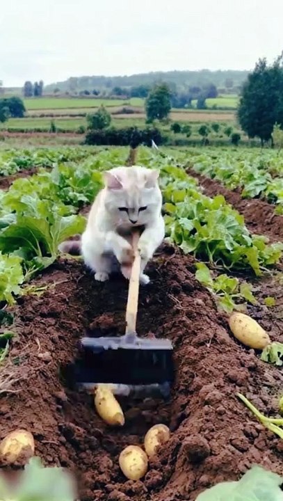From Farm to Fryer: Cats Digging Potatoes for Delicious Chips!