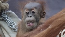 VIDEO - Cheeky orangutan playfully pulling faces at the crowd