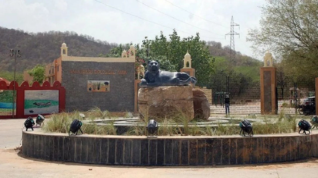 Nahargarh Biological Park: खुशखबर! एक बार फिर ग...