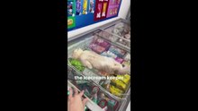 The Funniest Cat Videos You'll Watch Today 😹
