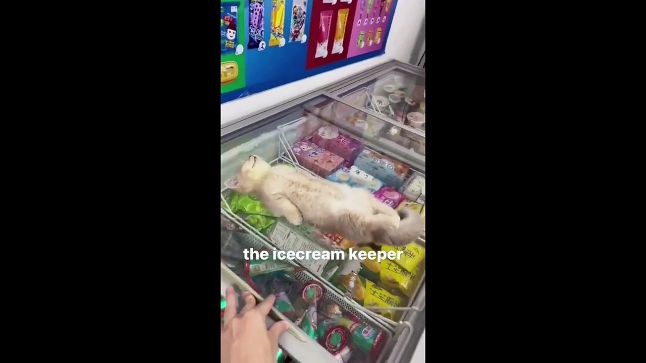 The Funniest Cat Videos You'll Watch Today 😹
