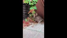 cute and funny cats compilation