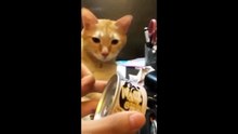 The Cutest Cats Compilation Ever! 😻