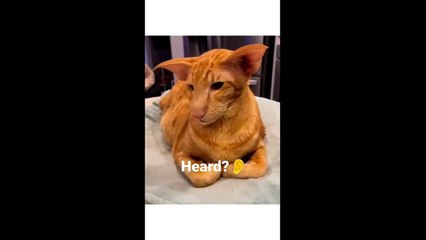 FUNNY CUTE CATS COMPILATION OF 2024 V2 TOP 100 FUNNY CATS CUTE AND FUNNY CATS  COMPILATION_4