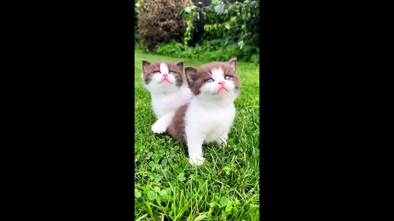 FUNNY CUTE CATS COMPILATION OF 2024 V2 TOP 100 FUNNY CATS CUTE AND FUNNY CATS  COMPILATION_5