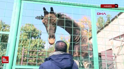 Gaziantep'teki Türkiye’nin en büyük hayvanat bahçesi kışa hazırlanıyor