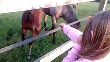 touching horse with Petru Bradea video-2013-05-31-20-54-23