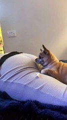 Try Not to Laugh 😂 Funniest Pet Moments Compilation! #Trending