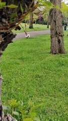 Pug is searching for his owner that s hiding from him at a park!