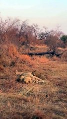 Adorable Lion Cubs Play with Mom in the Heart of Africa!