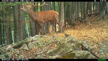 Wild Power Unleashed: Red Deer Rutting Roars in European Forests! | Szarvasbőgés | Hirschgebrüll
