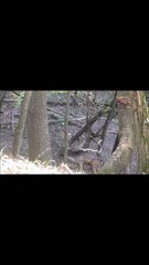 Wild Power Unleashed: Red Deer Rutting Roars in European Forests! | Szarvasbőgés | Hirschgebrüll