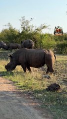 Wild Rhino Safari in the Kruger National Park – Africa’s Giants in Action!