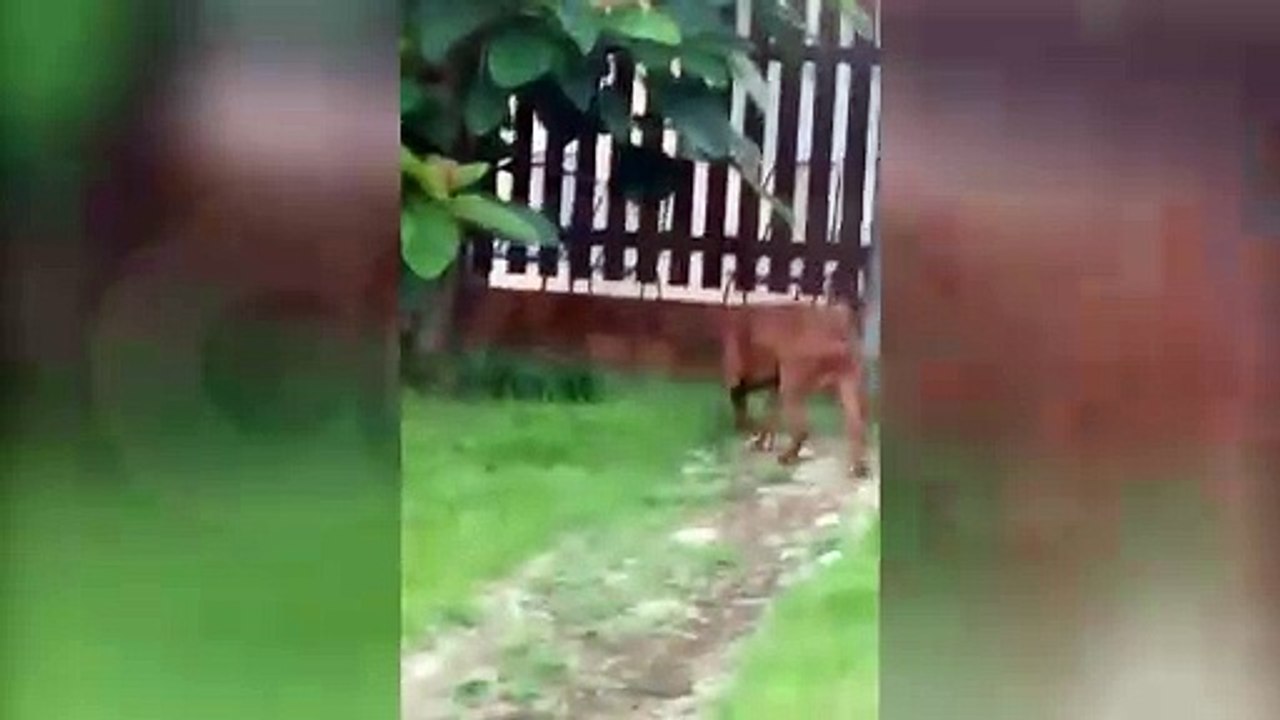 Cães soltos aterrorizam moradores e atacam cachorro no Bairro Cascavel Velho 