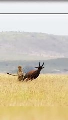 A Tiger Is Running A Deer. Will The Tiger Be Able To Catch It