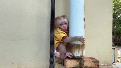 Trending Now: Donald the Baby Monkey Wins Over the Internet with Adorable Antics!