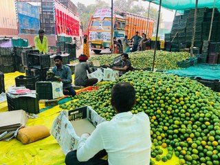 अच्छी बारिश से इस वर्ष सर्दी के संतरे में चमक