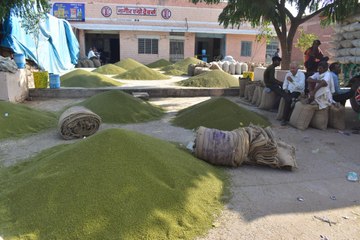 आज से  समर्थन मूल्य पर बढ़ेगी मूंग  खरीद की मात्रा, और ज्यादा कि किसानों को बुलाया जाएगा
