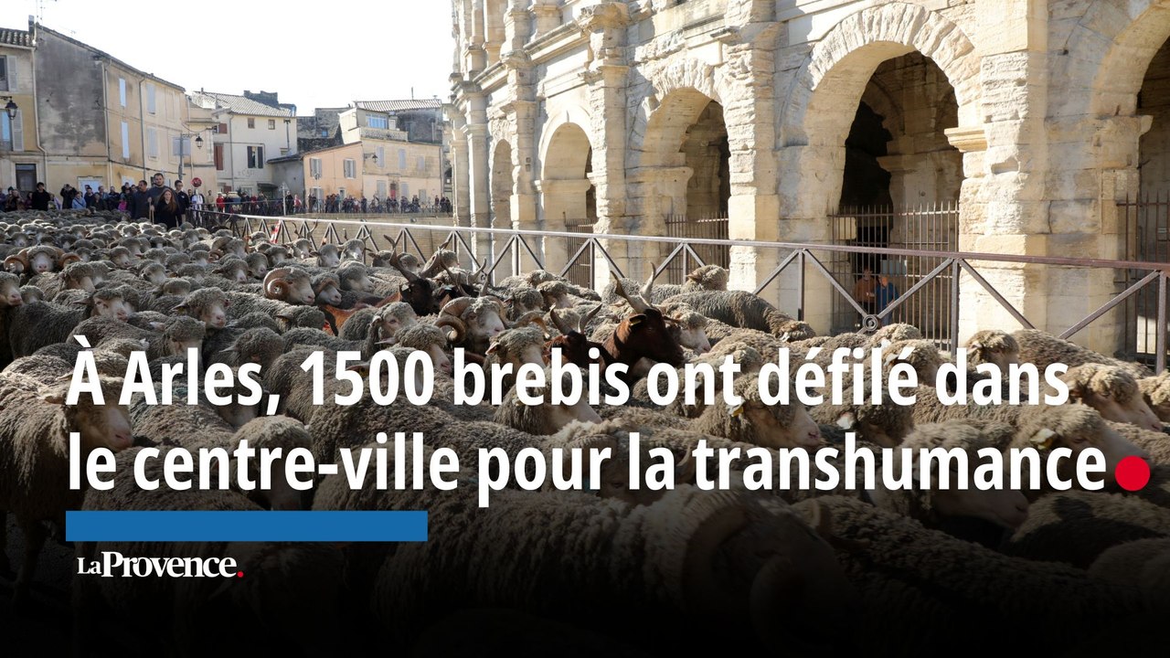 À Arles, 1500 brebis ont défilé dans le centre-ville pour la transhumance