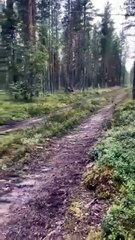 Zeki Tavşanın İnce Planı: Köpeği Şaşırttı!