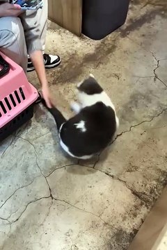 2024 best animals videos #cutecatvideos #funnycatvideos #cuteanimals #funny #reels #shortsvideo #shorts #animal #funny animals #cat #animals #fyp