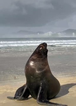 Leão-marinho é visto 'curtindo um solzinho' em praia de Guarujá e é resgatado; VÍDEO