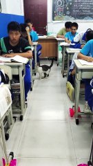 Don't need to understand what they say I know you all loved the kitty